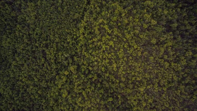 How Can Customers Submit 99Exch Feedback To Improve Service?