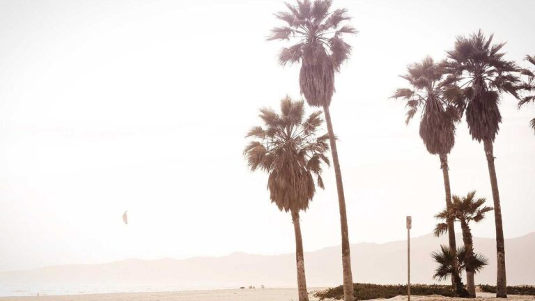 Can I Still Download Cricbet99 Old Apk Version?